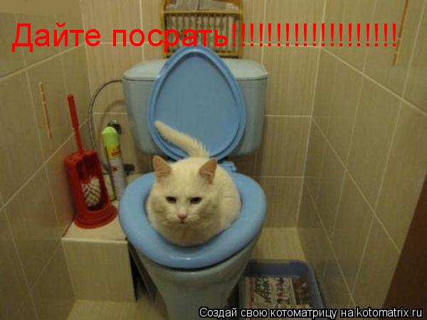Дайте посрать!!!!!!!!!!!!!!!!!!!... Котоматрица: Дайте посрать!!!!!!!!!!!!!!!!!!!