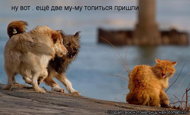 ну вот . ещё две му-му топиться пришли... Котоматрица: ну вот . ещё две му-му топиться пришли