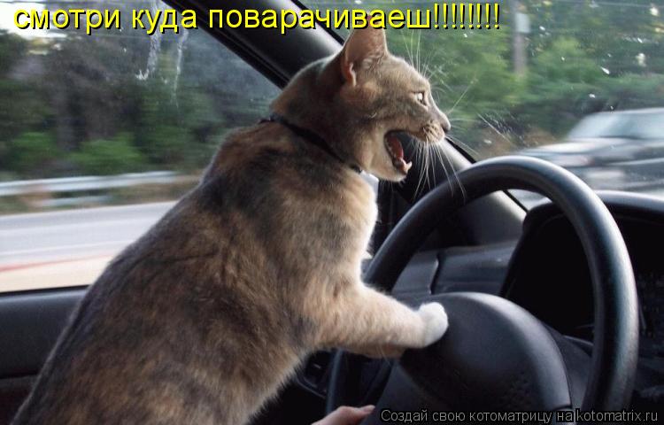 смотри куда поварачиваеш!!!!!!!!... Котоматрица: смотри куда поварачиваеш!!!!!!!!