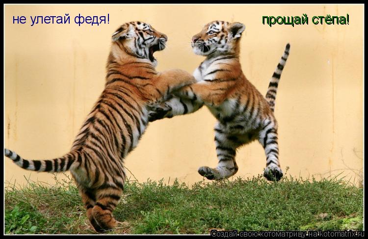 не улетай федя! прощай стёпа!... Котоматрица: не улетай федя! прощай стёпа!
