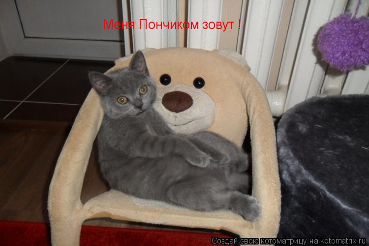 Меня Пончиком зовут !... Котоматрица: Меня Пончиком зовут !