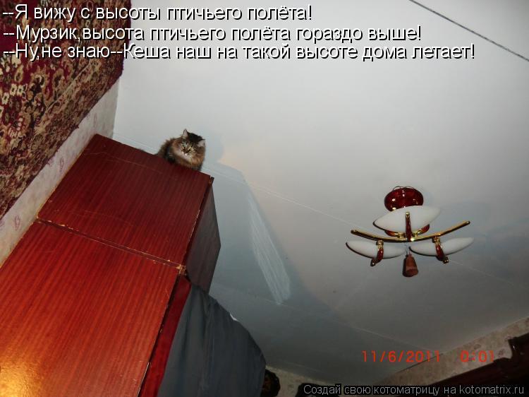 --Я вижу с высоты птичьего полёта! --Мурзик,высота птичьего полёта гораздо выше! --Ну,не знаю--Кеша н... Котоматрица: --Я вижу с высоты птичьего полёта! --Мурзик,высота птичьего полёта гораздо выше! --Ну,не знаю--Кеша наш на такой высоте дома летает!