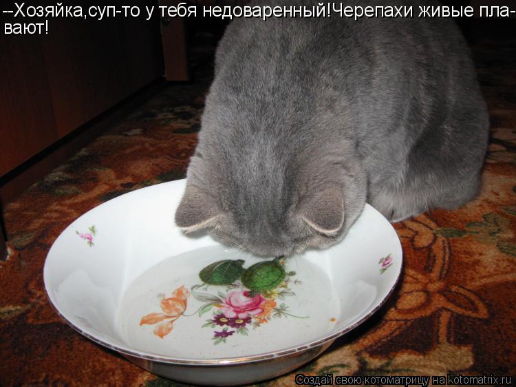 --Хозяйка,суп-то у тебя недоваренный!Черепахи живые пла- вают!... Котоматрица: --Хозяйка,суп-то у тебя недоваренный!Черепахи живые пла- вают!