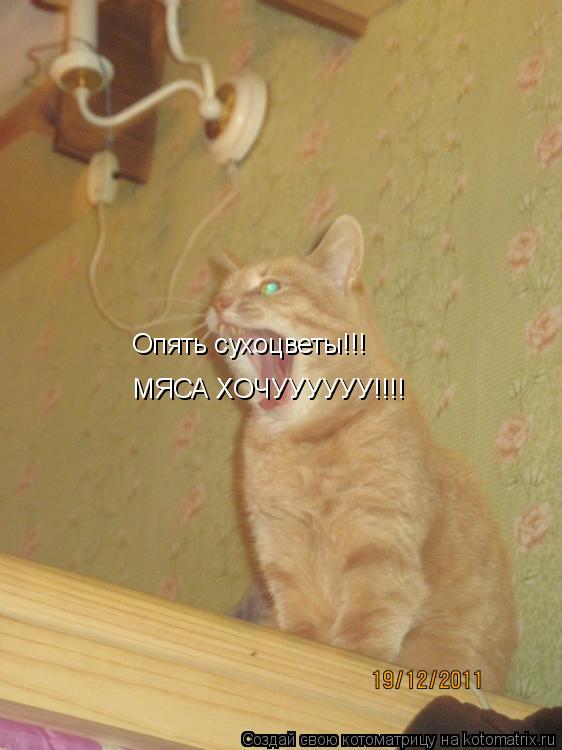 Опять сухоцветы!!! МЯСА ХОЧУУУУУУ!!!!... Котоматрица: Опять сухоцветы!!! МЯСА ХОЧУУУУУУ!!!!