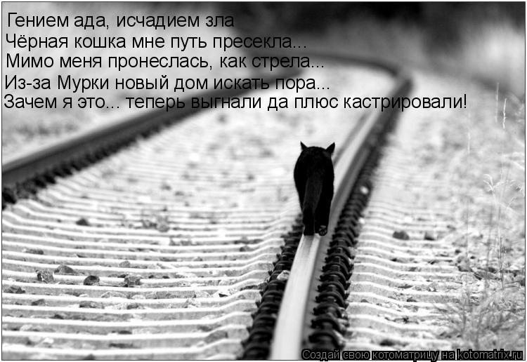 Гением ада, исчадием зла Чёрная кошка мне путь пресекла... Из-за Мурки новый дом искать пора... Мимо ... Котоматрица: Гением ада, исчадием зла Чёрная кошка мне путь пресекла... Из-за Мурки новый дом искать пора... Мимо меня пронеслась, как стрела... Зачем я это...