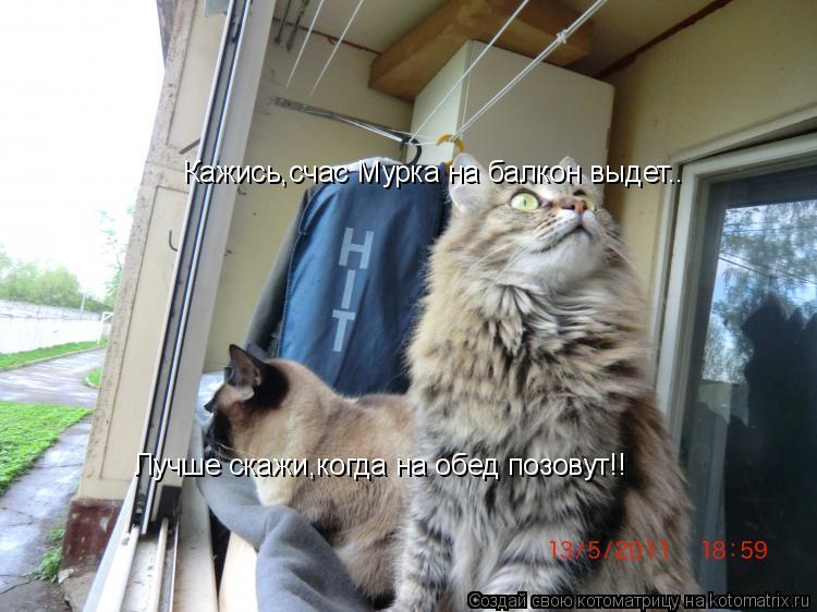 Кажись,счас Мурка на балкон выдет.. Лучше скажи,когда на обед позовут!!... Котоматрица: Кажись,счас Мурка на балкон выдет.. Лучше скажи,когда на обед позовут!!