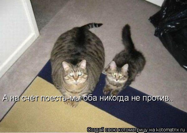 А на счёт поесть-мы оба никогда не против..... Котоматрица: А на счёт поесть-мы оба никогда не против..