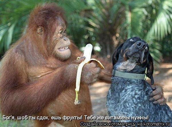 Бог'я, шоб ты сдох, ешь фрукты! Тебе же витамины нужны!... Котоматрица: Бог'я, шоб ты сдох, ешь фрукты! Тебе же витамины нужны!