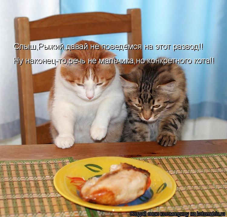 Слыш,Рыжий,давай не поведёмся на этот развод!! Ну наконец-то,речь не мальчика,но конкретного кота!!... Котоматрица: Слыш,Рыжий,давай не поведёмся на этот развод!! Ну наконец-то,речь не мальчика,но конкретного кота!!