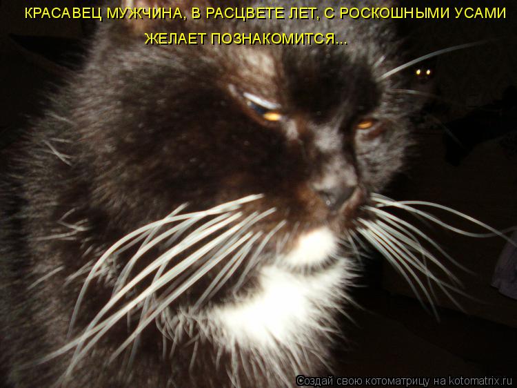 КРАСАВЕЦ МУЖЧИНА, В РАСЦВЕТЕ ЛЕТ, С РОСКОШНЫМИ УСАМИ ЖЕЛАЕТ ПОЗНАКОМИТСЯ...... Котоматрица: КРАСАВЕЦ МУЖЧИНА, В РАСЦВЕТЕ ЛЕТ, С РОСКОШНЫМИ УСАМИ ЖЕЛАЕТ ПОЗНАКОМИТСЯ...