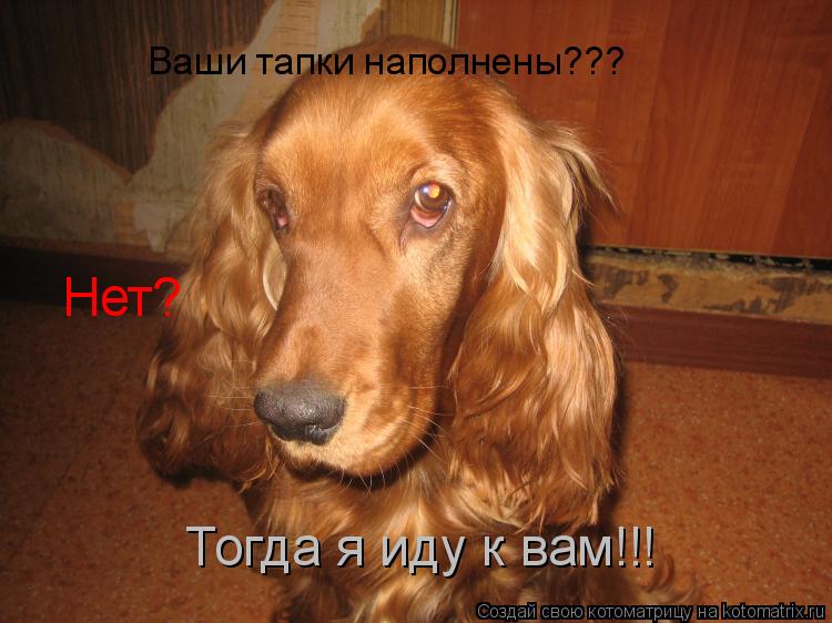 Тогда я иду к вам!!! Нет? Ваши тапки наполнены???... Котоматрица: Тогда я иду к вам!!! Нет? Ваши тапки наполнены???