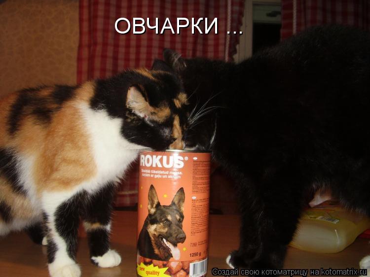 Котоматрица: ОВЧАРКИ ...