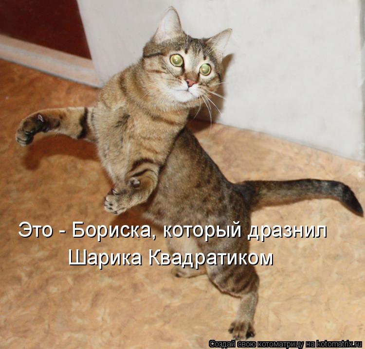 Это - Бориска, который дразнил Шарика Квадратиком... Котоматрица: Это - Бориска, который дразнил Шарика Квадратиком