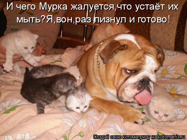 И чего Мурка жалуется,что устаёт их мыть?Я,вон,раз лизнул и готово!... Котоматрица: И чего Мурка жалуется,что устаёт их мыть?Я,вон,раз лизнул и готово!