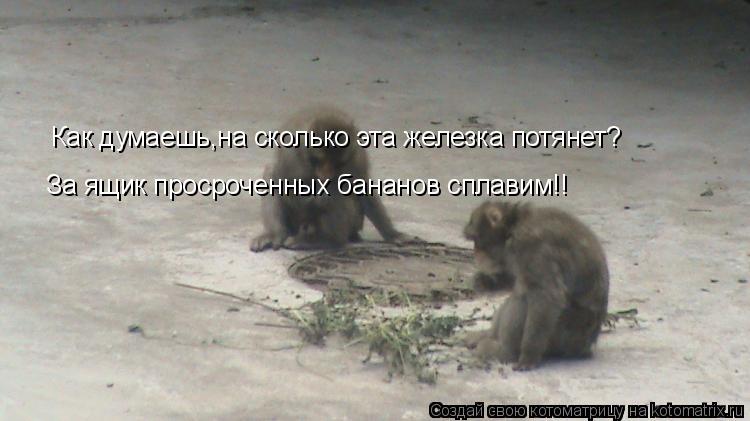 Как думаешь,на сколько эта железка потянет? За ящик просроченных бананов сплавим!!... Котоматрица: Как думаешь,на сколько эта железка потянет? За ящик просроченных бананов сплавим!!