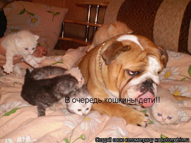 В очередь,кошкины дети!!... Котоматрица: В очередь,кошкины дети!!