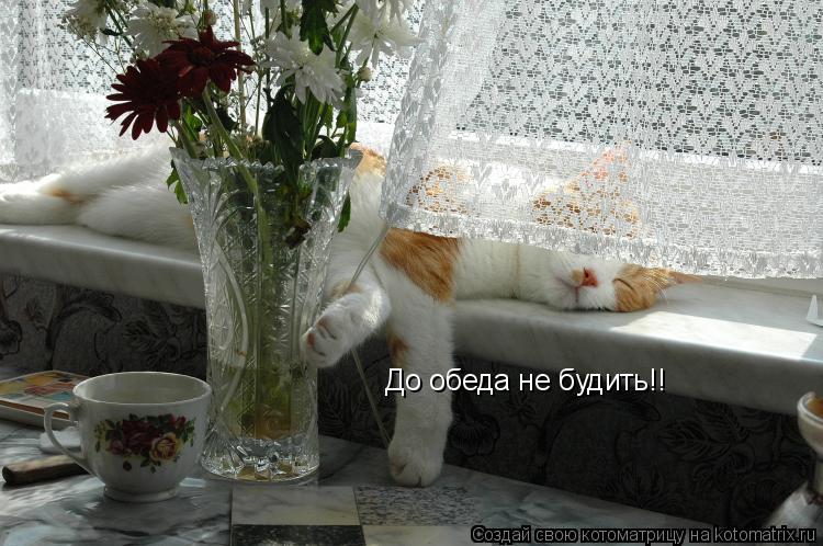 До обеда не будить!!... Котоматрица: До обеда не будить!!