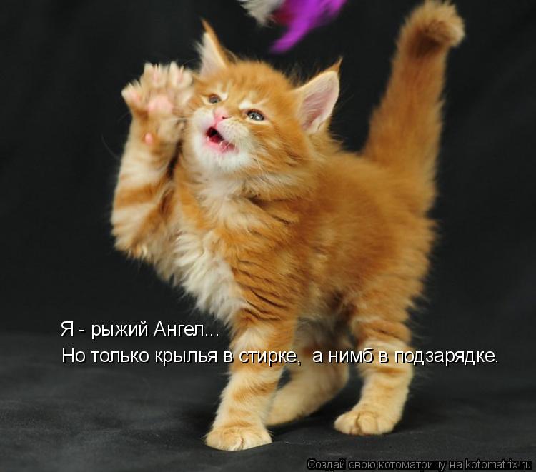 Я - рыжий Ангел... Но только крылья в стирке, а нимб в подзарядке.... Котоматрица: Я - рыжий Ангел... Но только крылья в стирке, а нимб в подзарядке.