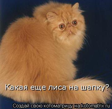 Какая еще лиса на шапку?... Котоматрица: Какая еще лиса на шапку?