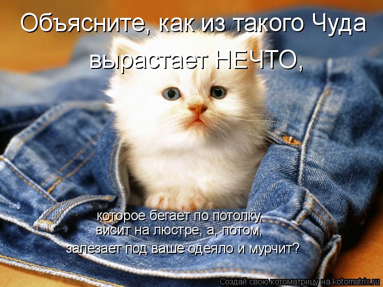 Объясните, как из такого Чуда вырастает НЕЧТО, которое бегает по потолку, висит на люстре, а, потом, ... Котоматрица: Объясните, как из такого Чуда вырастает НЕЧТО, которое бегает по потолку, висит на люстре, а, потом, залезает под ваше одеяло и мурчит?