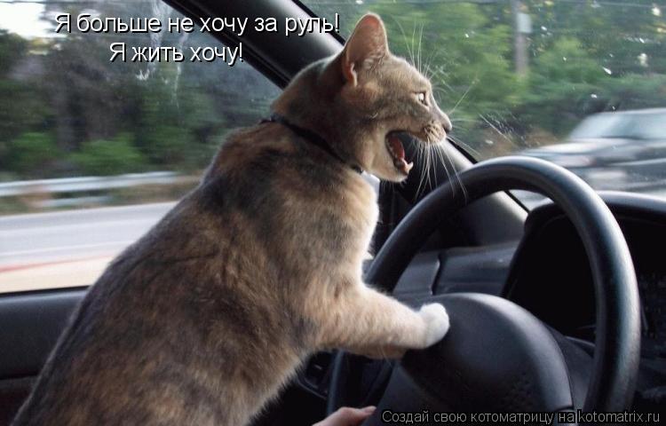 Я больше не хочу за руль! Я жить хочу!... Котоматрица: Я больше не хочу за руль! Я жить хочу!