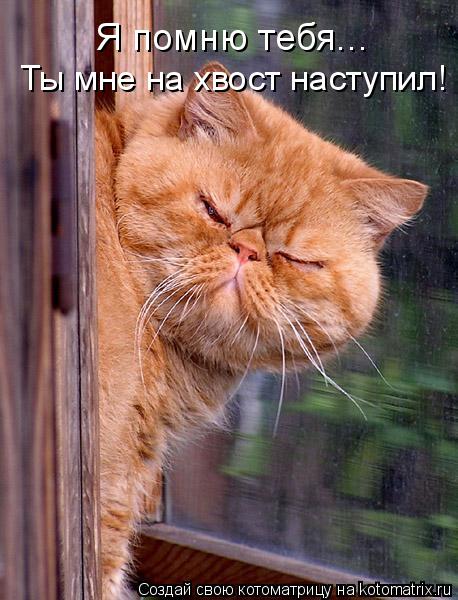 Я помню тебя... Ты мне на хвост наступил!... Котоматрица: Я помню тебя... Ты мне на хвост наступил!