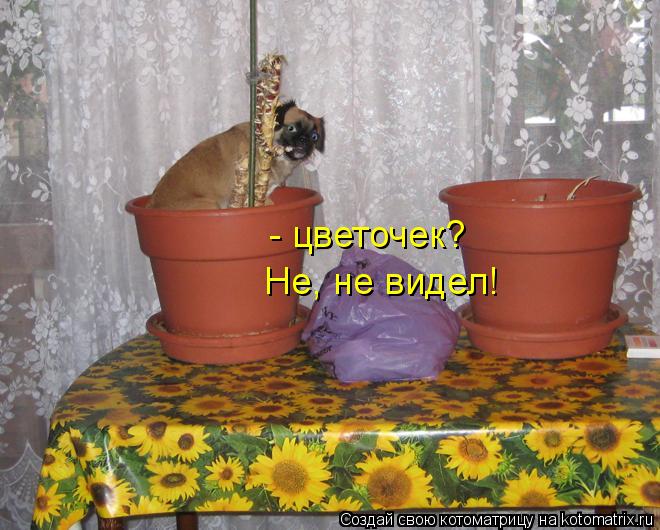 - цветочек? Не, не видел!... Котоматрица: - цветочек? Не, не видел!