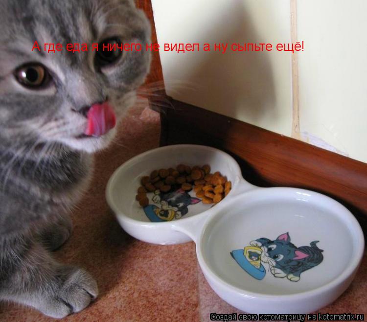 А где еда я ничего не видел а ну сыпьте ещё!... Котоматрица: А где еда я ничего не видел а ну сыпьте ещё!