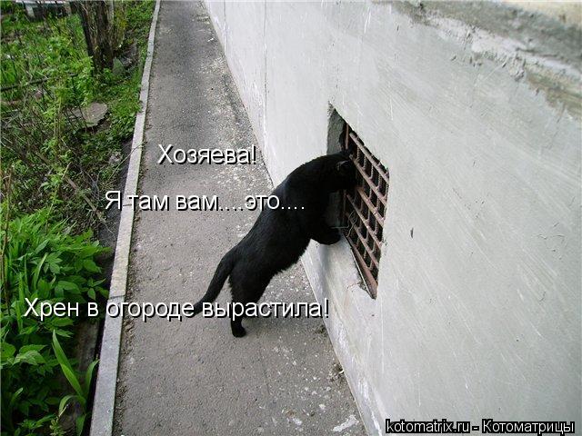 Хозяева! Я там вам....это.... Хрен в огороде вырастила!... Котоматрица: Хозяева! Я там вам....это.... Хрен в огороде вырастила!
