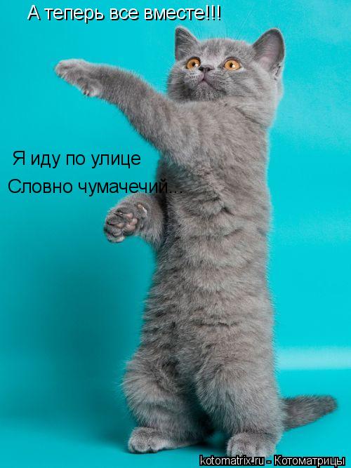 А теперь все вместе!!! Я иду по улице Словно чумачечий...... Котоматрица: А теперь все вместе!!! Я иду по улице Словно чумачечий...