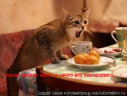 кошак увидел нечто и нечто его заморозило... Котоматрица: кошак увидел нечто и нечто его заморозило