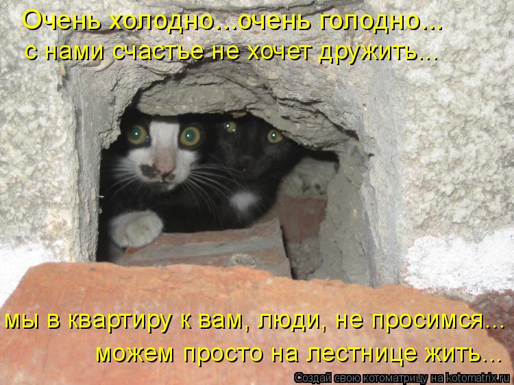 Очень холодно...очень голодно... мы в квартиру к вам, люди, не просимся... можем просто на лестнице ж... Котоматрица: Очень холодно...очень голодно... мы в квартиру к вам, люди, не просимся... можем просто на лестнице жить... с нами счастье не хочет дружить...