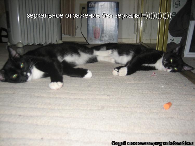 зеркальное отражение без зеркала!=)))))))))))... Котоматрица: зеркальное отражение без зеркала!=)))))))))))