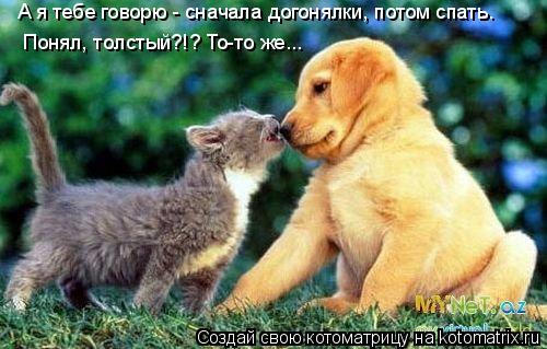 А я тебе говорю - сначала догонялки, потом спать. Понял, толстый?!? То-то же...... Котоматрица: А я тебе говорю - сначала догонялки, потом спать. Понял, толстый?!? То-то же...