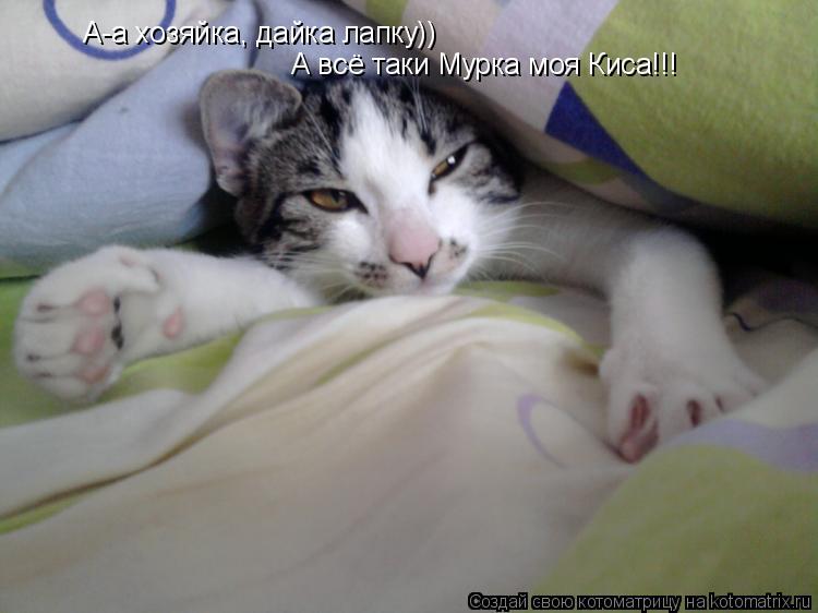 А-а хозяйка, дайка лапку)) А всё таки Мурка моя Киса!!!... Котоматрица: А-а хозяйка, дайка лапку)) А всё таки Мурка моя Киса!!!