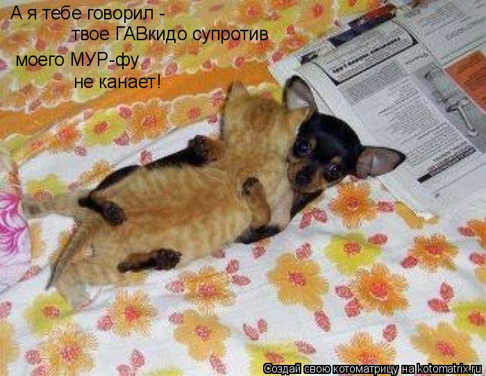 А я тебе говорил - твое ГАВкидо супротив моего МУР-фу не канает!... Котоматрица: А я тебе говорил - твое ГАВкидо супротив моего МУР-фу не канает!