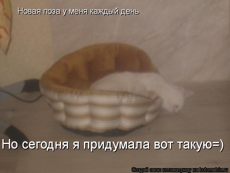 Новая поза у меня каждый день Но сегодня я придумала вот такую=)... Котоматрица: Новая поза у меня каждый день Но сегодня я придумала вот такую=)