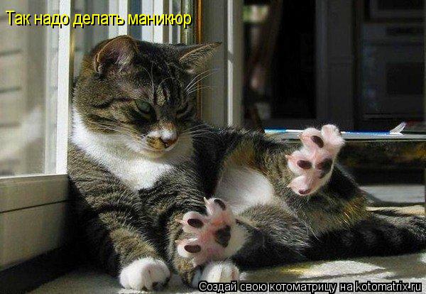 Так надо делать маникюр... Котоматрица: Так надо делать маникюр