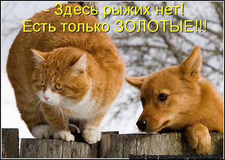 - Здесь рыжих нет! Есть только ЗОЛОТЫЕ!!!... Котоматрица: - Здесь рыжих нет! Есть только ЗОЛОТЫЕ!!!