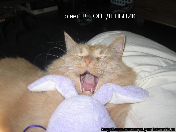 о нет!!!! ПОНЕДЕЛЬНИК... Котоматрица: о нет!!!! ПОНЕДЕЛЬНИК
