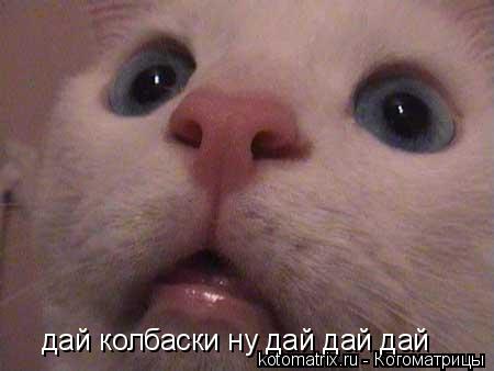 дай колбаски ну дай дай дай... Котоматрица: дай колбаски ну дай дай дай