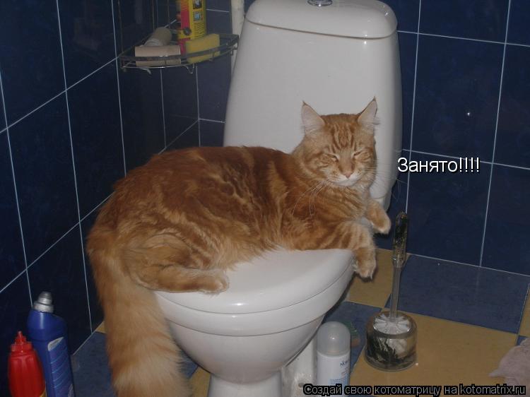 Занято!!!!... Котоматрица: Занято!!!!