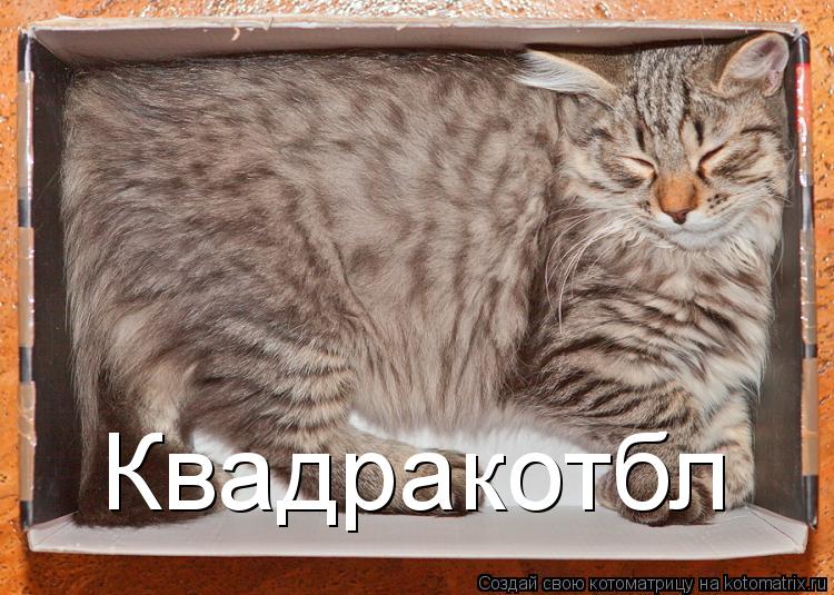 Квадракотбл... Котоматрица: Квадракотбл