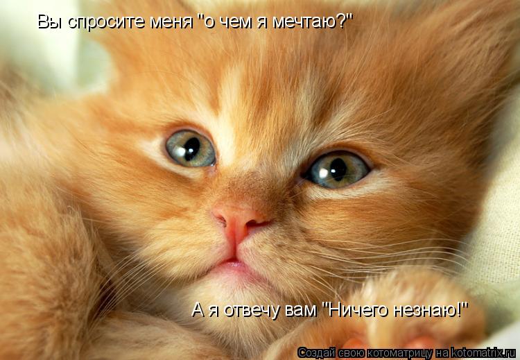 Вы спросите меня "о чем я мечтаю?" А я отвечу вам "Ничего незнаю!"... Котоматрица: Вы спросите меня "о чем я мечтаю?" А я отвечу вам "Ничего незнаю!"