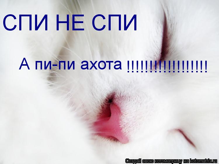 СПИ НЕ СПИ А пи-пи ахота !!!!!!!!!!!!!!!!!!... Котоматрица: СПИ НЕ СПИ А пи-пи ахота !!!!!!!!!!!!!!!!!!