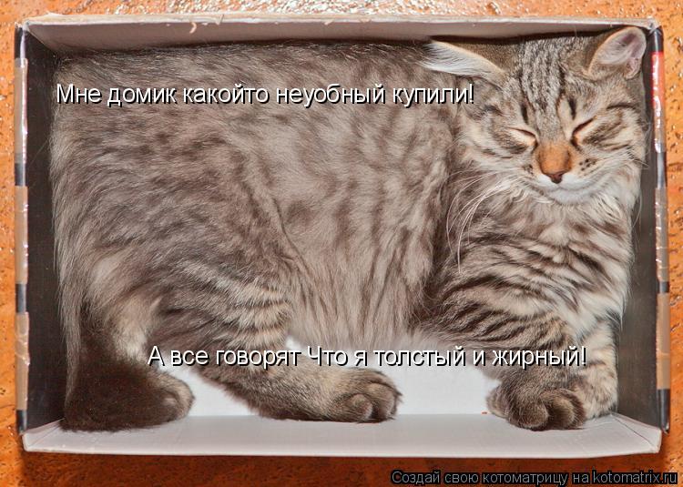 Мне домик какойто неуобный купили! А все говорят Что я толстый и жирный!... Котоматрица: Мне домик какойто неуобный купили! А все говорят Что я толстый и жирный!
