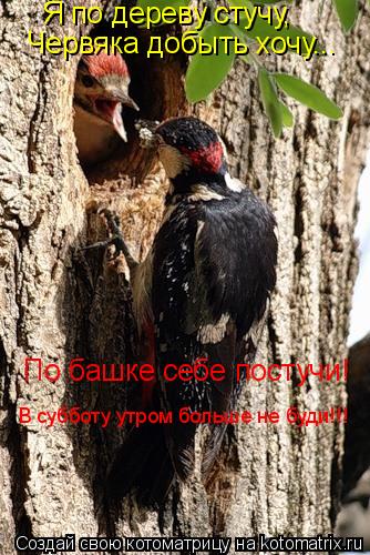 Я по дереву стучу, Червяка добыть хочу... По башке себе постучи! В субботу утром больше не буди!!!... Котоматрица: Я по дереву стучу, Червяка добыть хочу... По башке себе постучи! В субботу утром больше не буди!!!