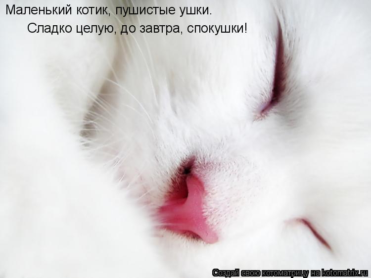 Маленький котик, пушистые ушки. Сладко целую, до завтра, спокушки!... Котоматрица: Маленький котик, пушистые ушки. Сладко целую, до завтра, спокушки!