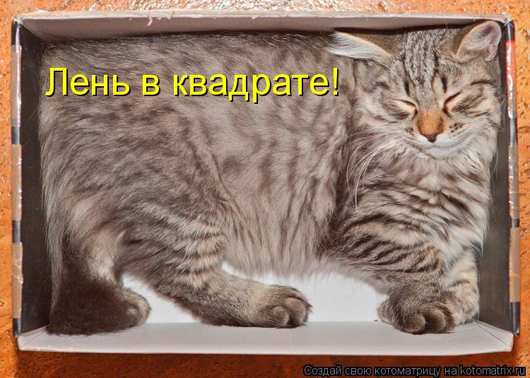 Лень в квадрате!... Котоматрица: Лень в квадрате!