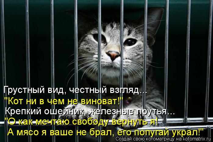 Грустный вид, честный взгляд... "Кот ни в чем не виноват!" Крепкий ошейник, железные прутья... "О как... Котоматрица: Грустный вид, честный взгляд... "Кот ни в чем не виноват!" Крепкий ошейник, железные прутья... "О как мечтаю свободу вернуть я! А мясо я ваше не б